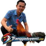 traigaduyenti1